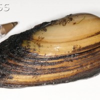 Zebra Mussel